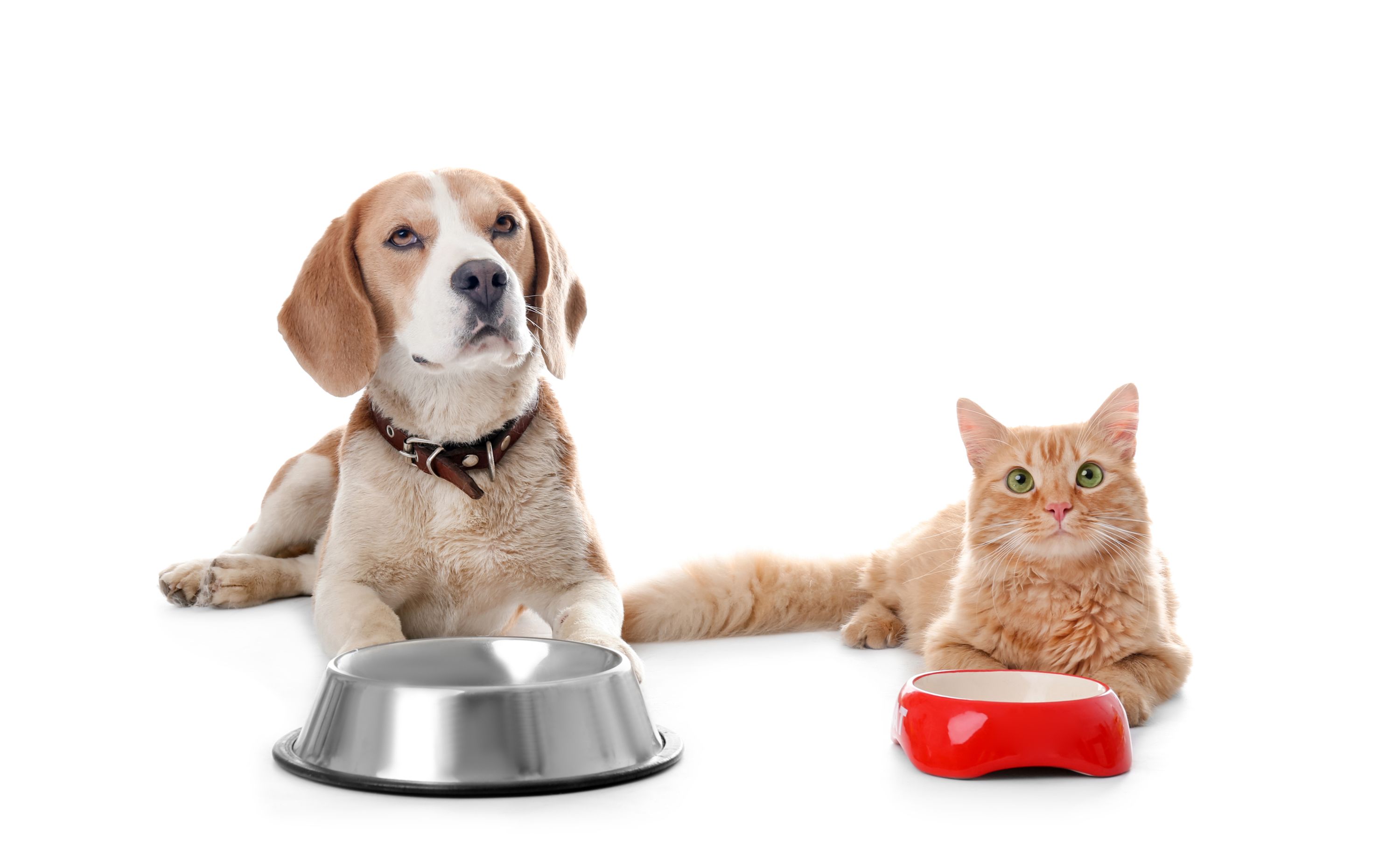 Dog & Cat Nutrition